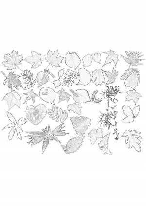 Раскраски, листик природа