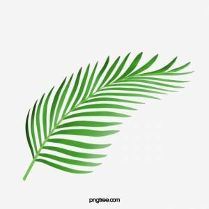 экзотический материал без пряжек PNG , пальмовый лист, зеленый, здоровье PNG картинки и пнг PSD рисунок для й загрузки