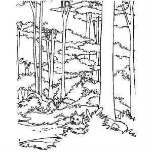 Раскраска дикий лес