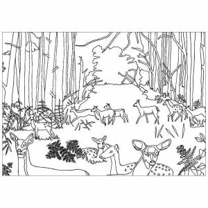 Раскраска звери в лесу