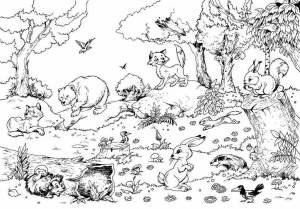Раскраски Животные леса