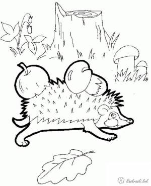 Раскраска животные, дикие животные, раскраска ежик, еж, яблоко, гриб, лес, ежик в лесу, еж, иголки