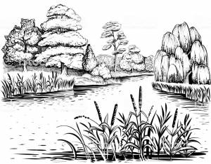 Лес около пруда