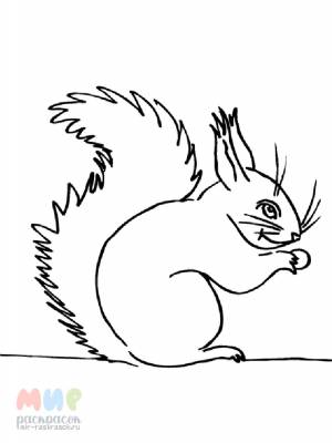 Раскраска Белка