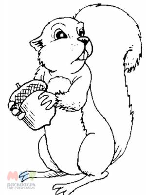 Раскраска Белка