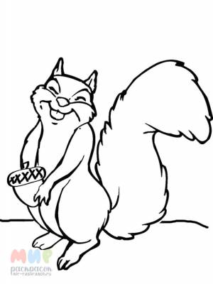 Раскраска Белка