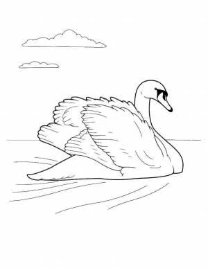 Раскраска «Лебедь»