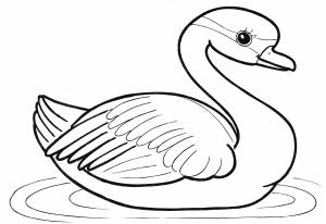 Раскраска Лебедь в воде