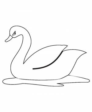 Раскраски Раскраска Лебедь на воде птицы