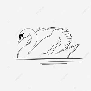 рисунок Лебедь в воде PNG , рисунок крыла, рисование воды, рисунок уха PNG картинки и пнг PSD рисунок для й загрузки