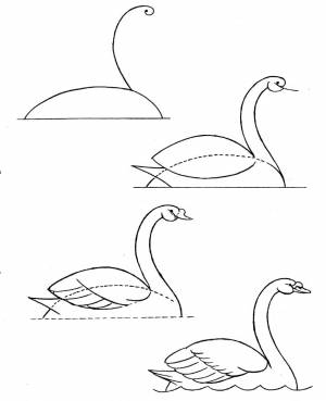 Рисунок лебедь для детей карандашом
