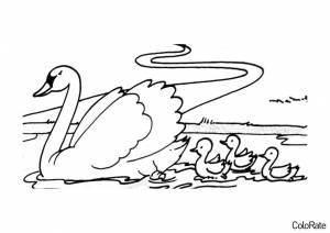 Раскраска Лебедь с птенчиками