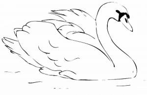 Лебедь зимующая птица