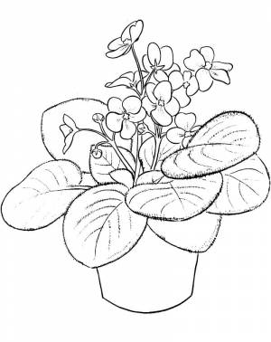 Раскраска милые фиалки 3