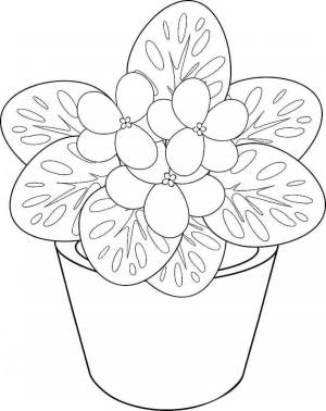 Раскраски Фиалка в горшке для детей