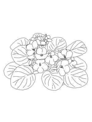 Раскраска цветок Фиалка