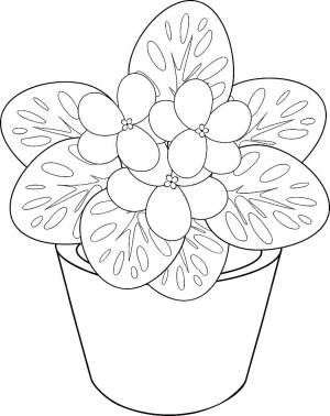 Раскраски Фиалка