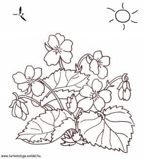 Фиалка раскраска для детей