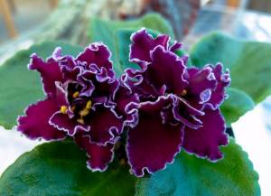 Сенполия,  Узамбарская фиалка