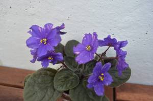 Узамбарская фиалка  Сенполия