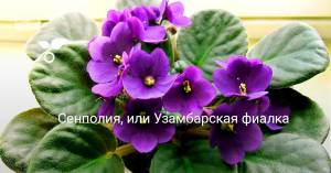 Сенполия,  Узамбарская фиалка