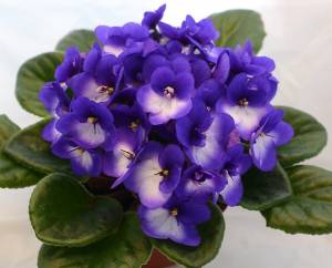 Виды и сорта Фиалок