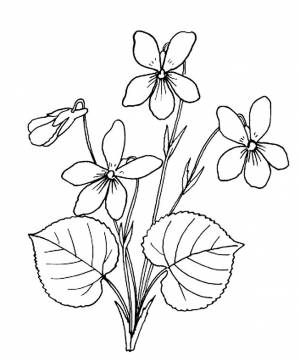 Раскраска Фиалка