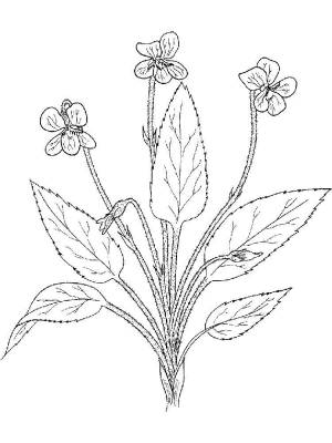 Раскраски Фиалки