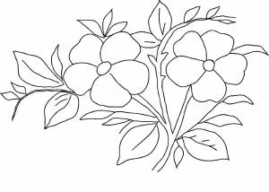 Раскраска Фиалка