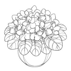 Фиалка раскраска для детей