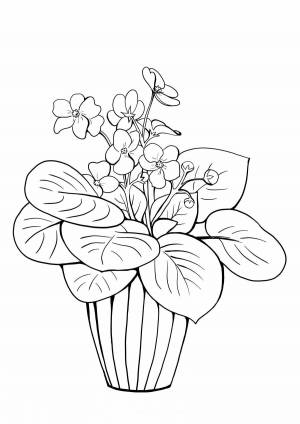 Раскраски Фиалка в горшке для детей