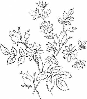 Раскраски фиалка, Раскраска Фиалка в горшке цветы