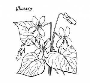 Раскраска Цветы