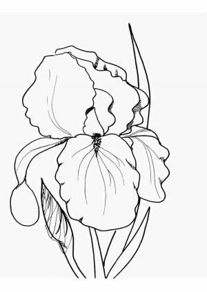 Раскраски, Ирис