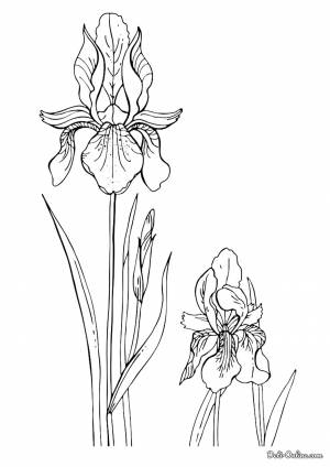 Раскраска Ирисы