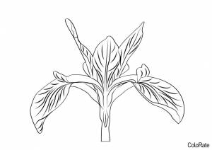 Раскраска Симпатичный Ирис