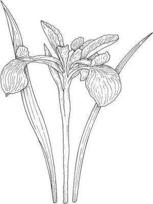 Раскраски Ирисы