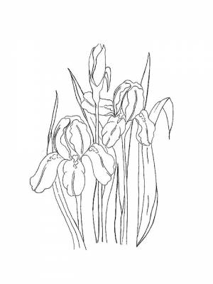 Раскраска цветок Ирис   в формате