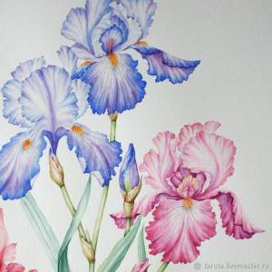 Рисунок Ирисы