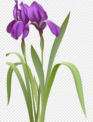 Рисунок, ирис, Разное, фиолетовый, другие png