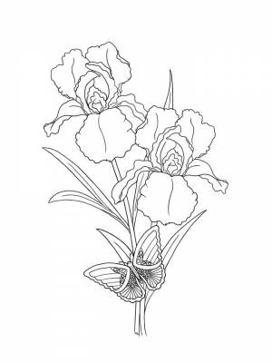 Раскраска цветок Ирис   в формате