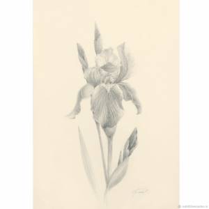 Ирис ботанический рисунок, картина с цветком