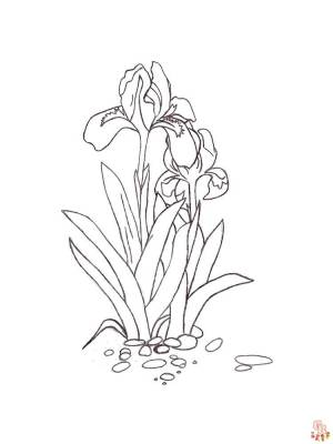 Откройте для себя красоту ириса с помощью бесплатных раскрасок для печати