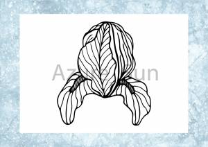 Раскраска для детей Цветок Ирис