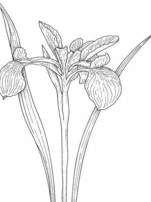 Картинка цветок Ирис  онлайн