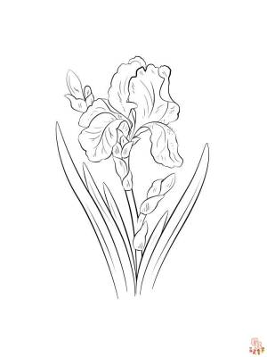 Откройте для себя красоту ириса с помощью бесплатных раскрасок для печати