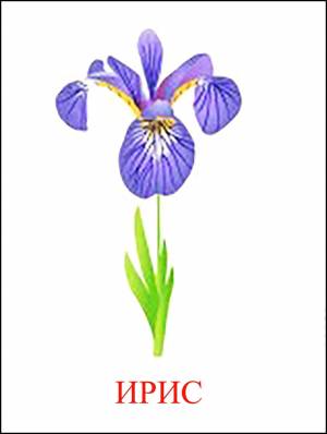 Ирис цветок рисунок для детей