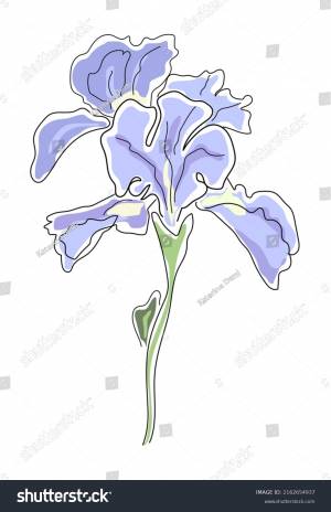 Vector Iris Flower Leaves Purple Color