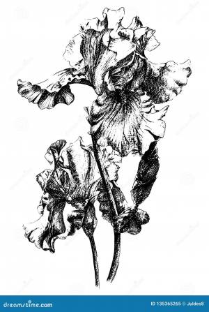 Ирис рисунок графика