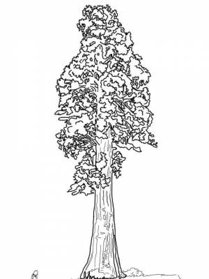 Раскраска Секвойя  для мальчиков